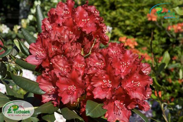 Rhododendron Sammetglut